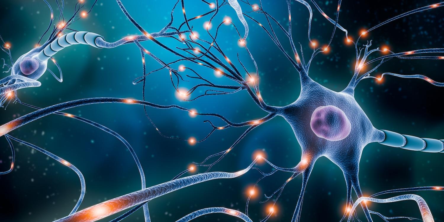 neurones cerveau